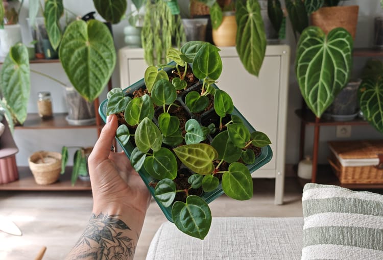 Guide de pollinisation : Créez vos propres hybrides d'Anthuriums